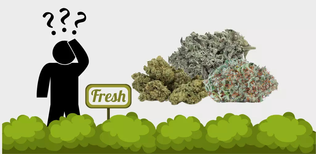 10 Tips to Keeping Your Cannabis Fresh and Potent